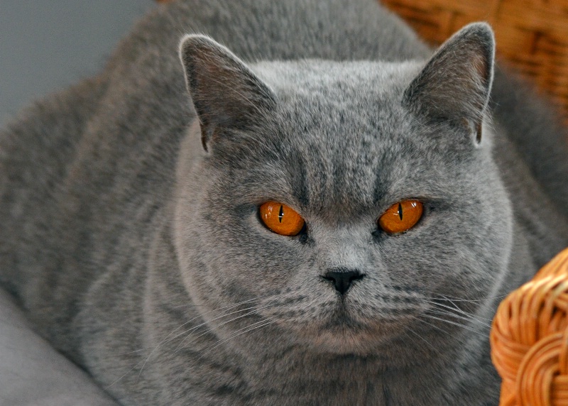 Amber