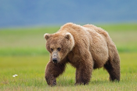 Grizzly at Hallo Bay