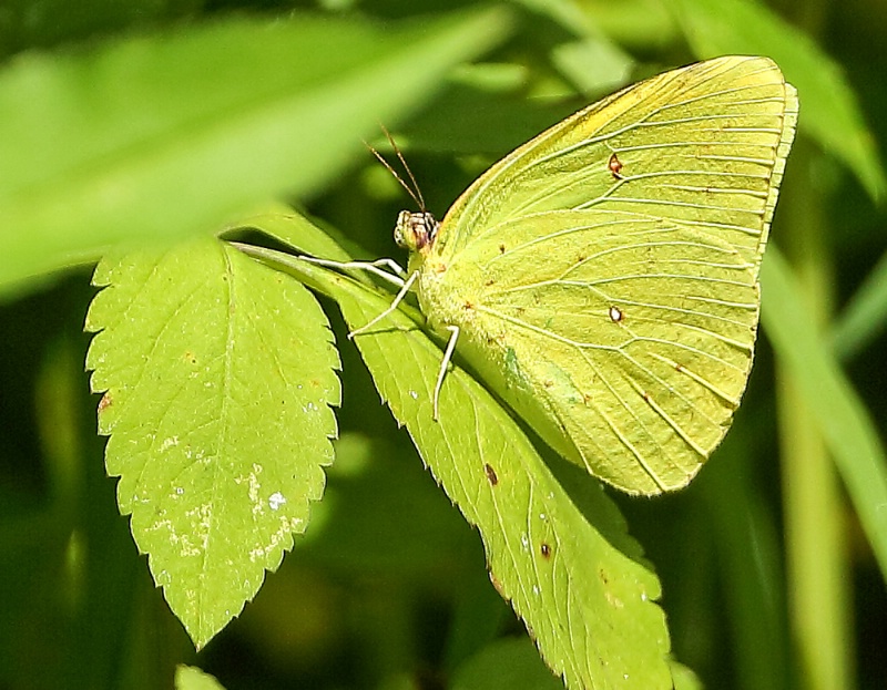 Cloudless Sulpher Butterfly