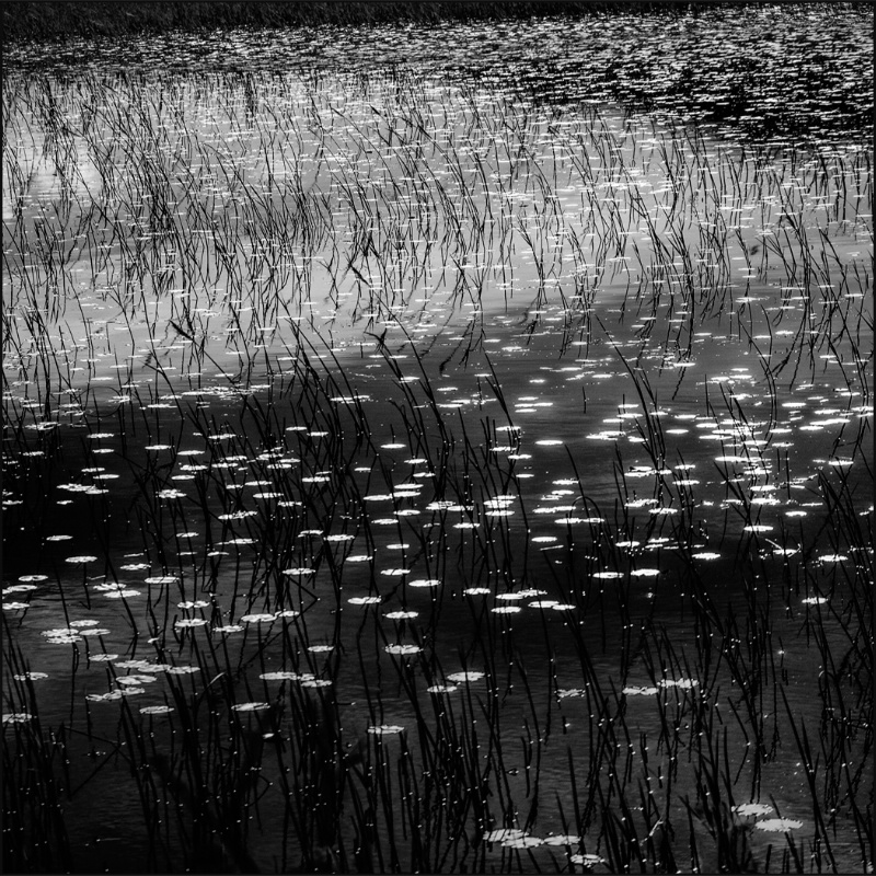 Midsummer Night Reeds