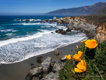 Big Sur Poppies