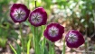 Angry Tulips