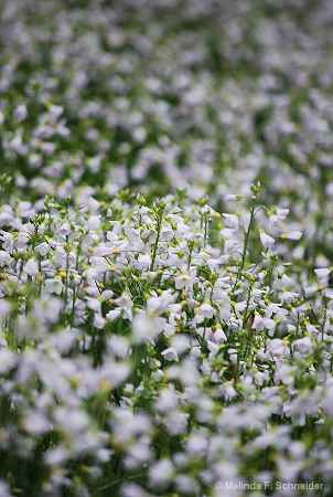 Field of Fleurs