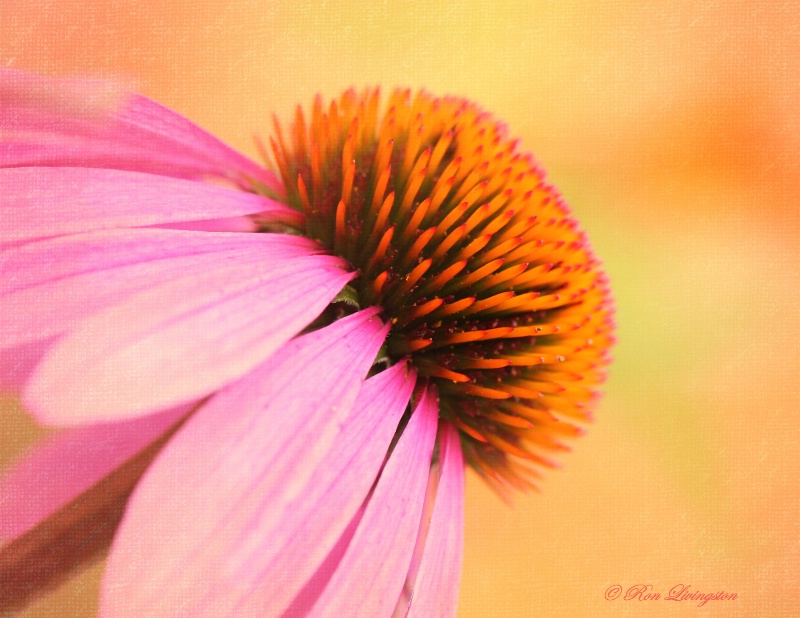 Coneflower