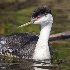 © Leslie J. Morris PhotoID # 14434686: Western Grebe