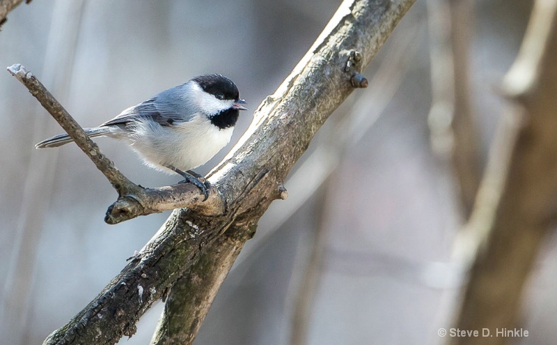 One Happy Chickadee!