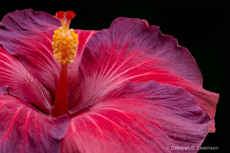 Hibiscus