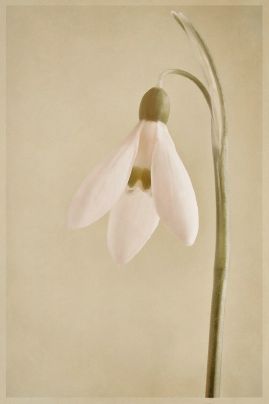 One Snowdrop