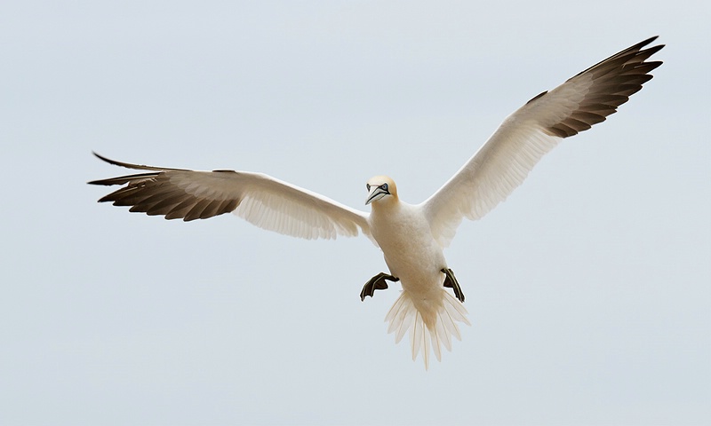 Incoming Northern Gannet