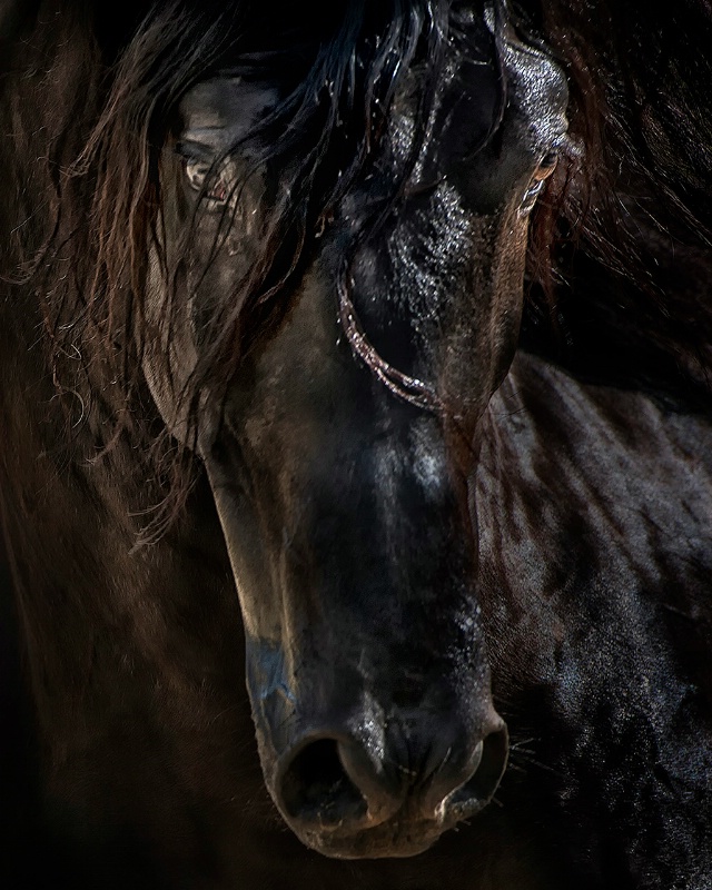 the Dark Horse