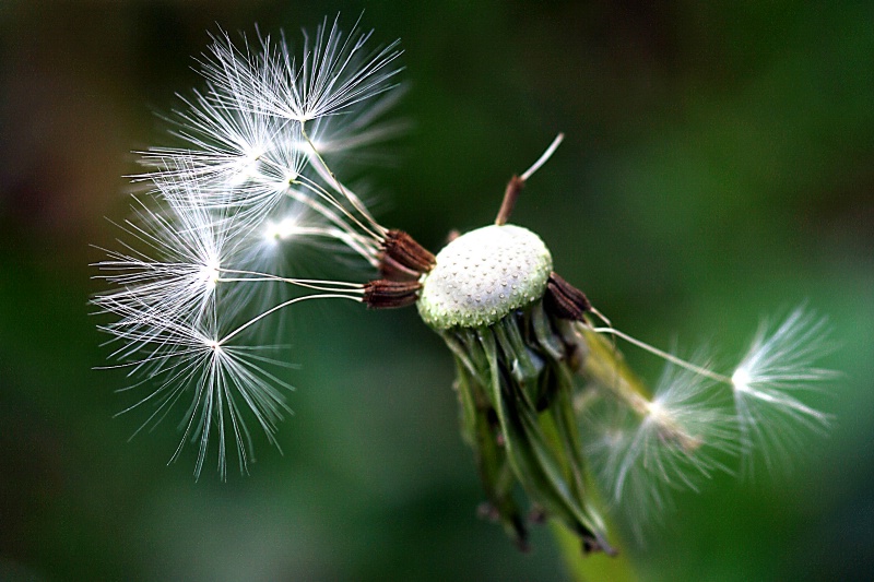 windblown