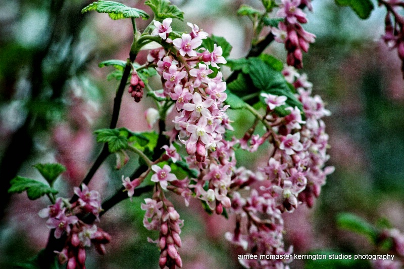 edinburgh blossoms