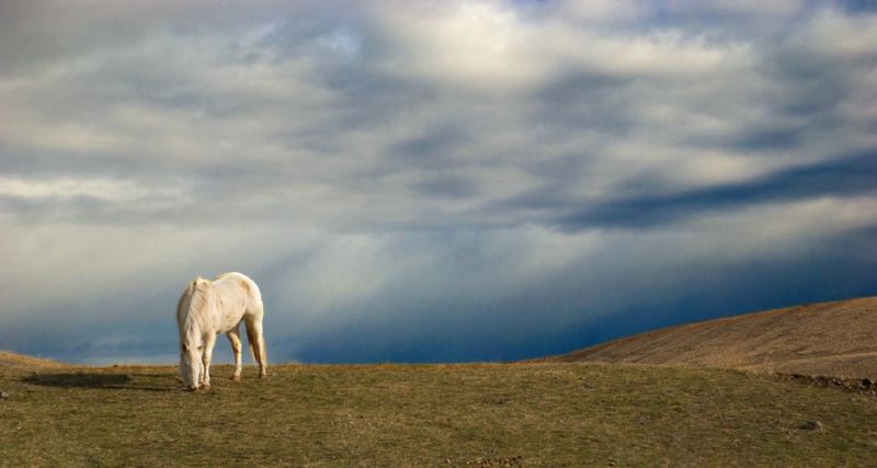 Grazing the Drumlins