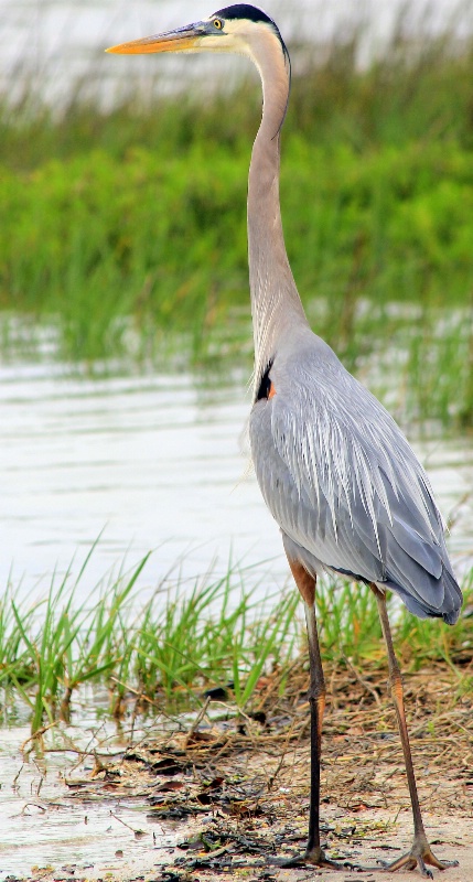 Juvenile Blue Heron - ID: 14436418 © Pauline M. Osborn