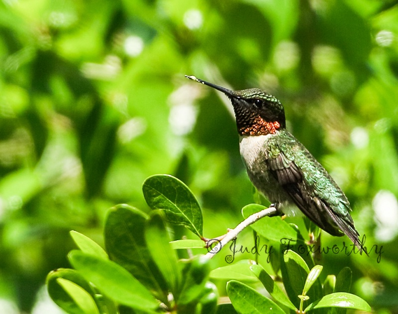 Ruby-throated Hummingbird Taking A Rest