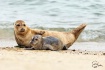 Harbor Seal and P...