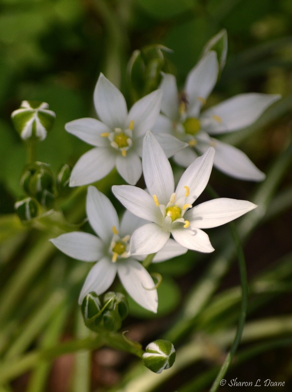 Star of Bethlehem