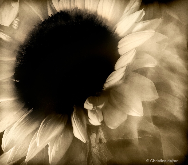Experimental Sunflower
