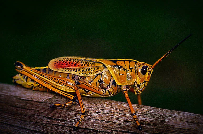 Eastern Lobber Grasshopper