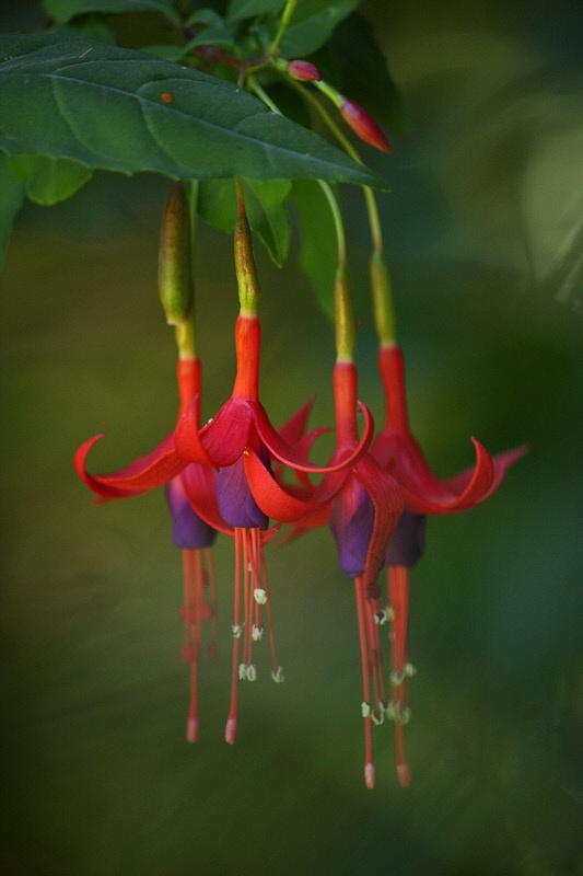 Four intertwined flowers