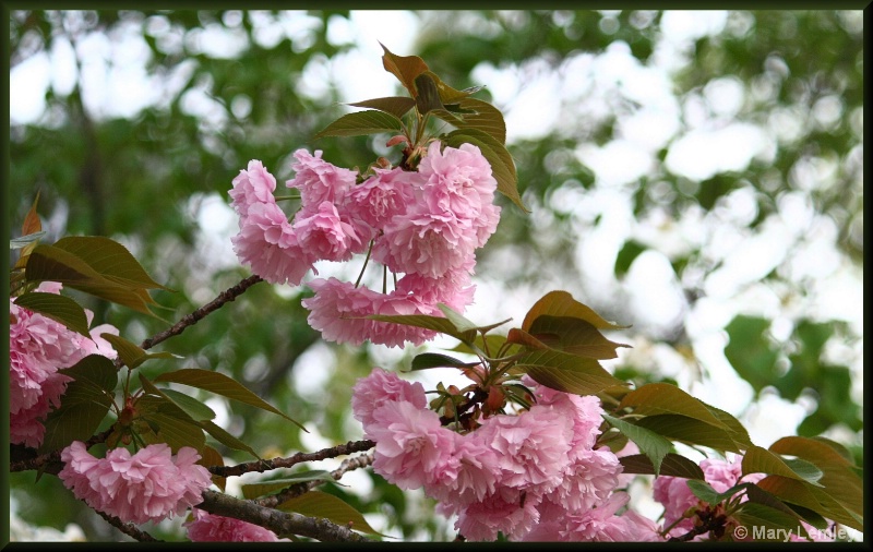 Spring Pink