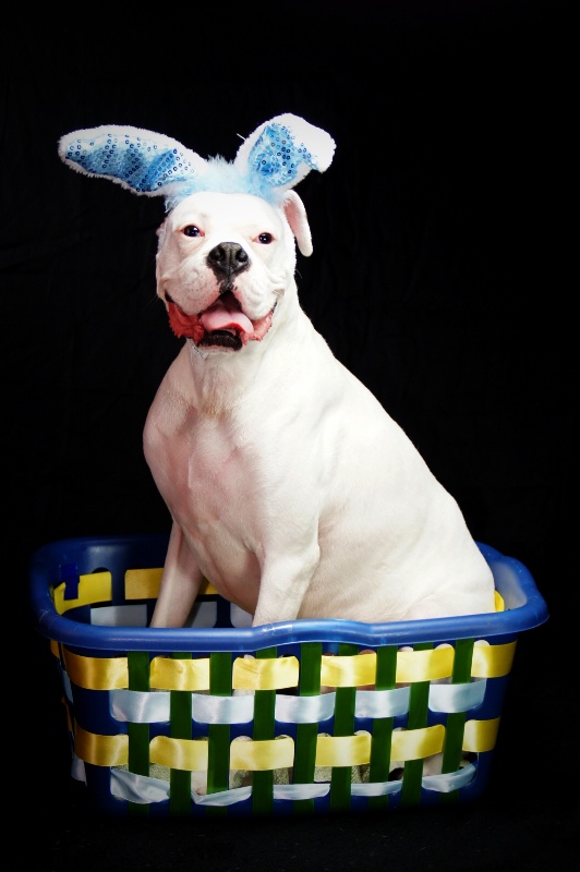 Easter Boxer