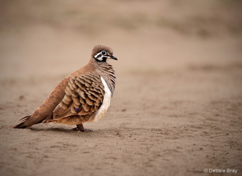 Squatter pigeon