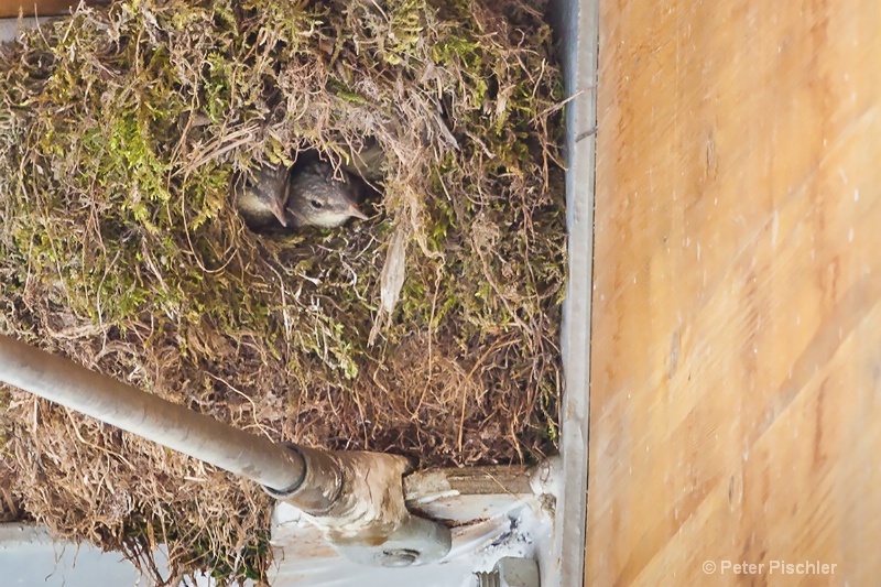 The fledglings in their nest