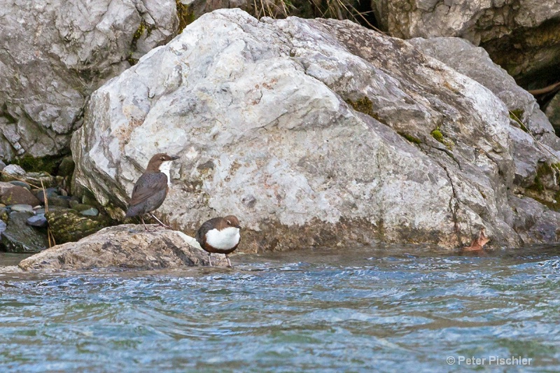 White-throated Dipper parents