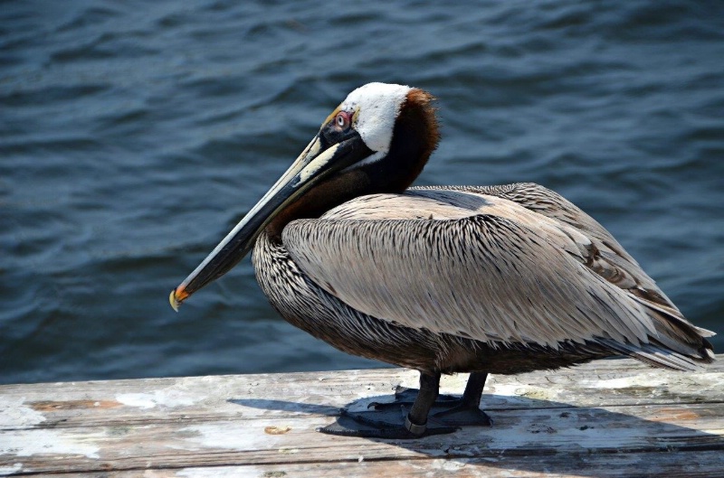 Pelican Beauty