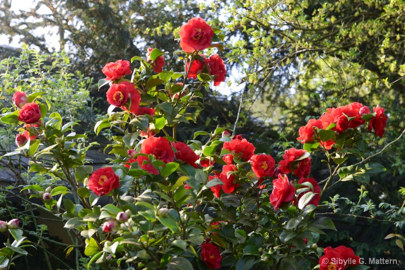 Camellias in my Garden : Dr Burnside - ID: 14440067 © Sibylle G. Mattern