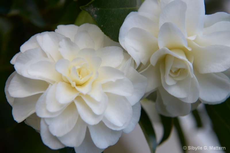 Camellia japonica "Shiragiku" flower - ID: 14440069 © Sibylle G. Mattern