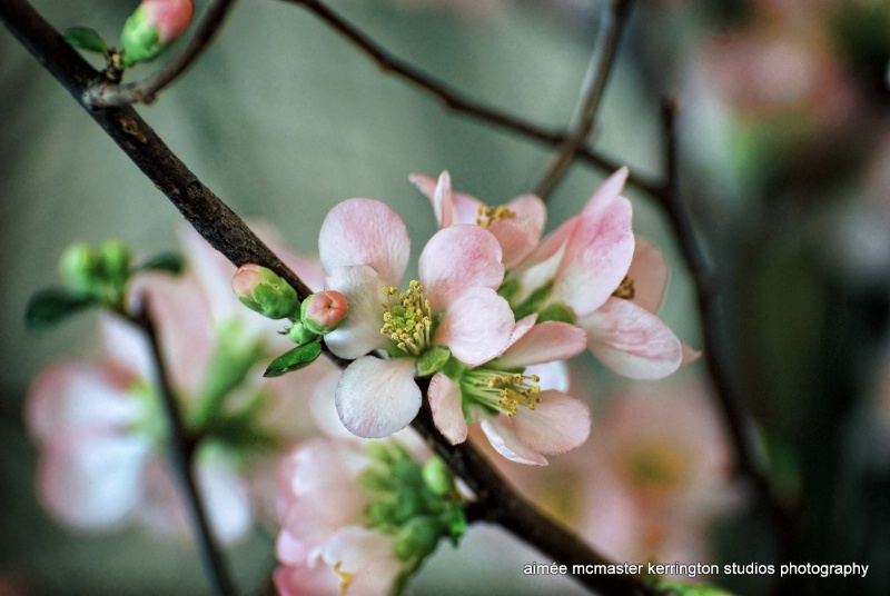 blossoms spring