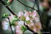 blossoms spring
