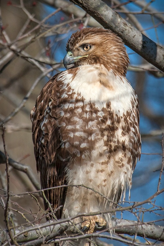 Red Tailed Hawk Portrait  