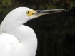 egret profile