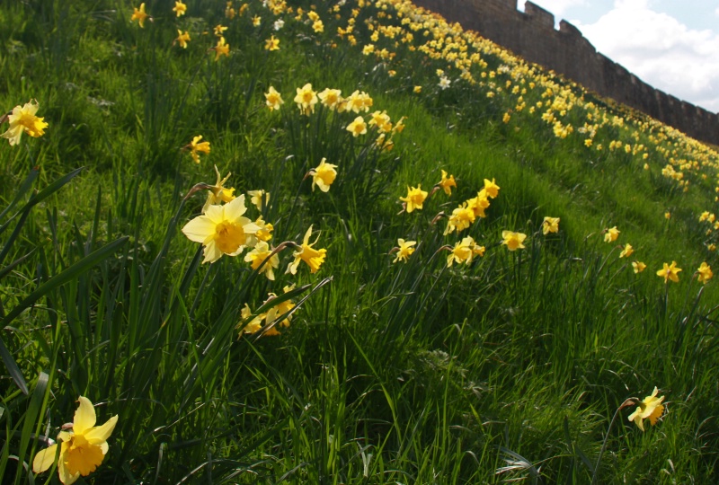 York: daffodils and city walls