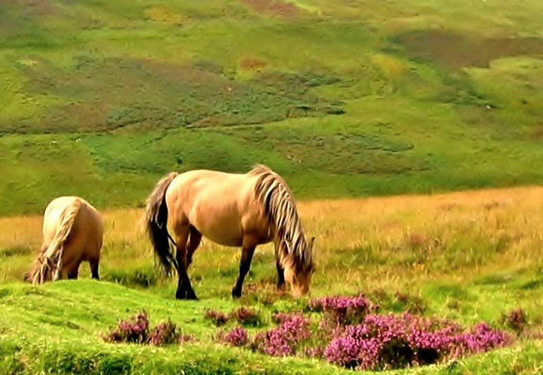 Dartmoor ponies revised