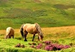 Dartmoor ponies r...