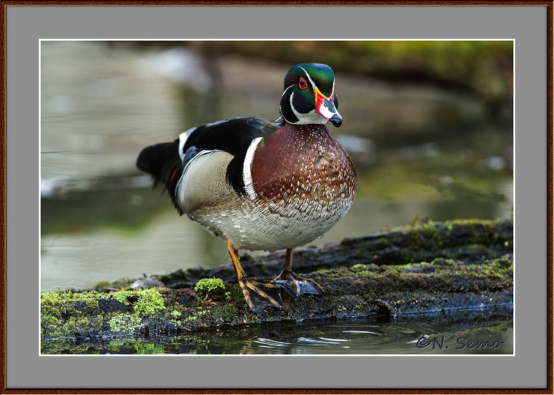 Wood Duck on Log