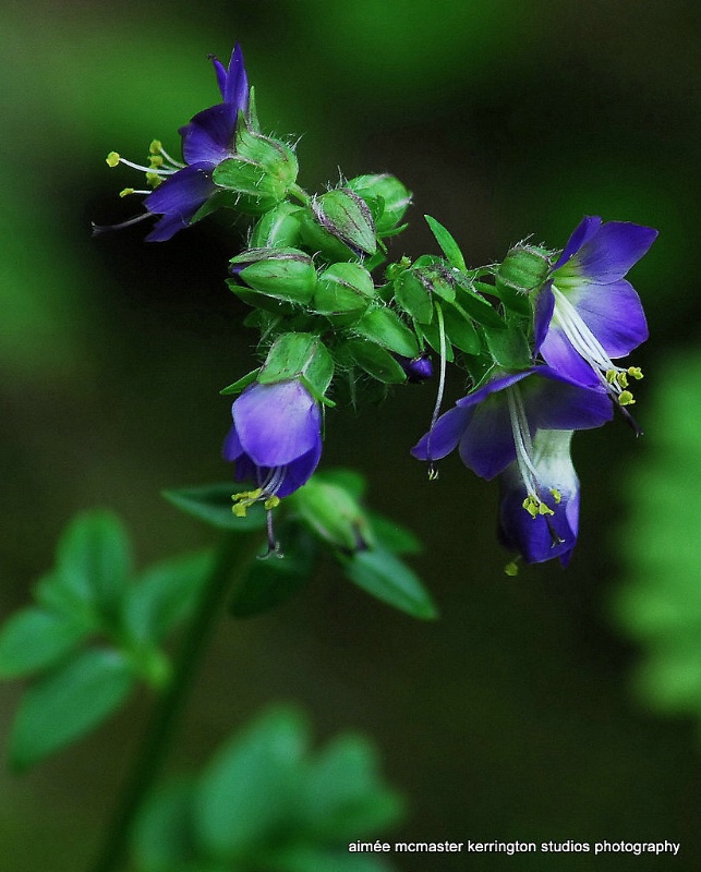 jacob's ladder