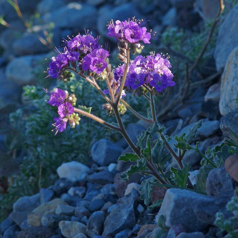 Death Valley Wildflower - Phacelia