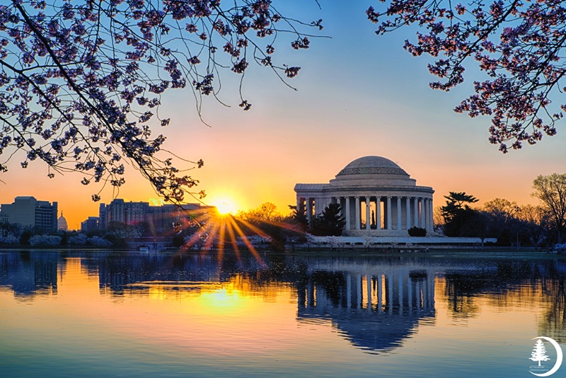 Washington DC Cherry Blossoms