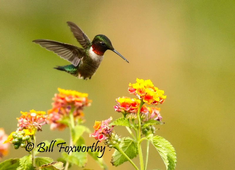 Hummingbird going to Lantana Flower