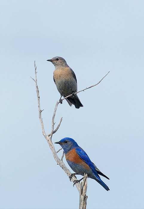 Western Bluebird Pair