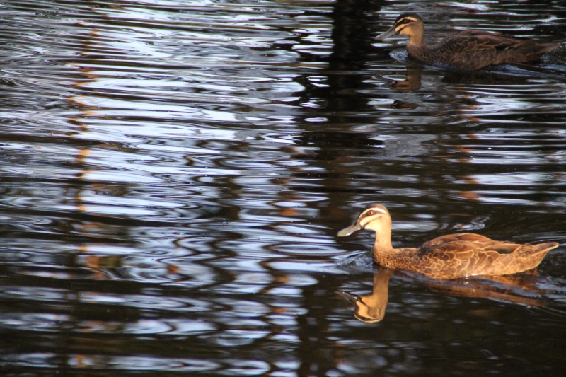 Ducks 