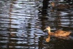 Ducks 