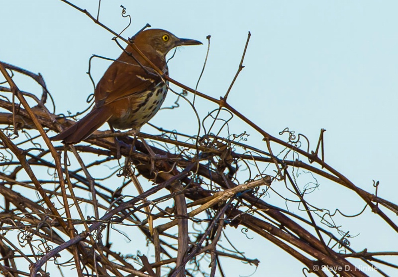 Brown Thrasher (MockingBird Family)