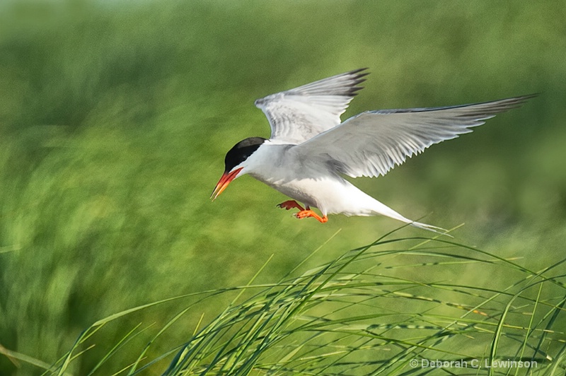 Looking to Land - ID: 14442801 © Deborah C. Lewinson