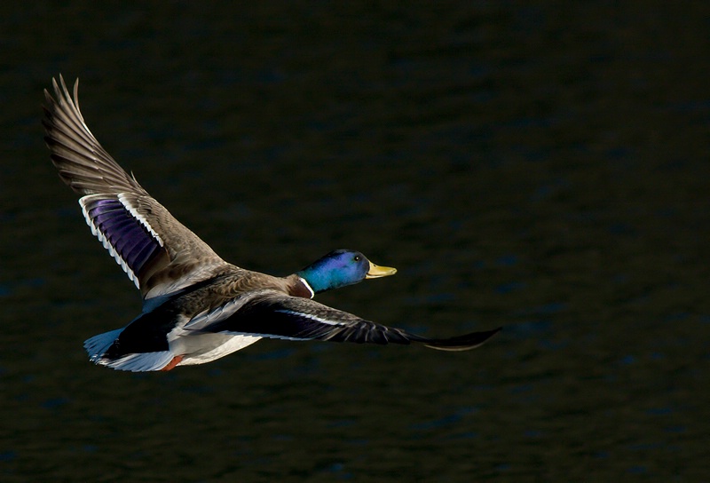 The Flight of the Duck